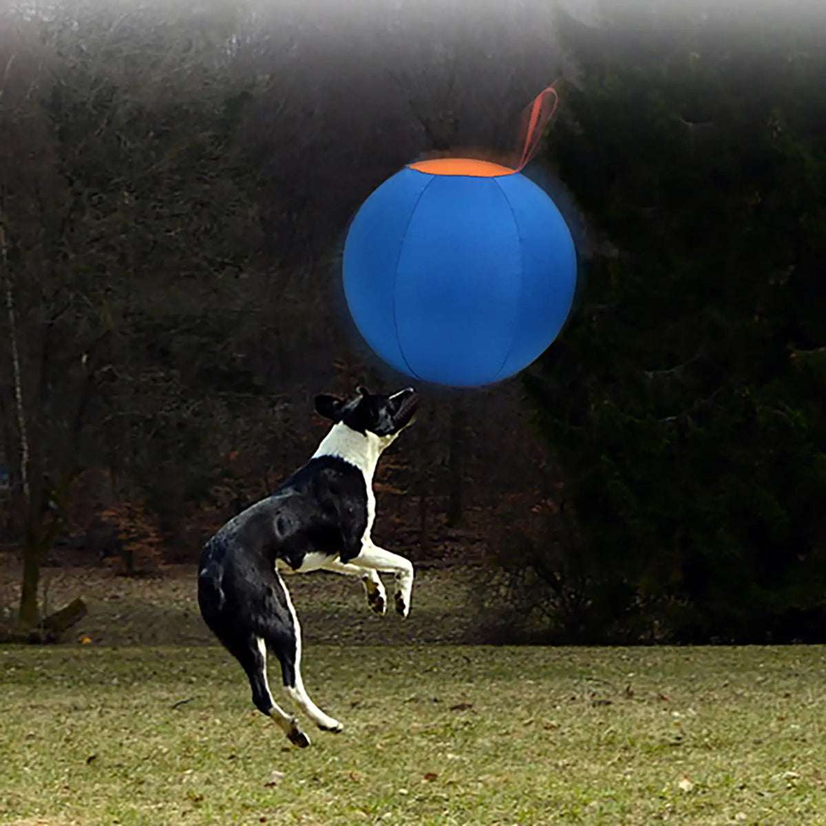 Dog Interactive ball